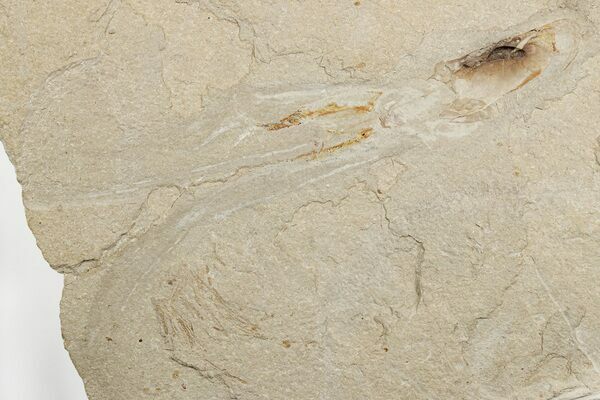 An exquisitely preserved fossil Octopus (Keuppia) from  Hakel, Lebanon